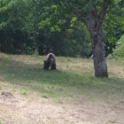 Imagen del oso que este jueves vio un vecino de Villaseca. DL