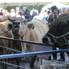 Vacas participantes en la feria de ganado que tuvo lugar ayer en Balboa. ANA F. BARREDO