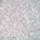 Cultivo celular en el laboratorio. DL