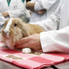 Práctica con animales a cargo de alumnos y profesores de veterinaria en el Hospital Clínico veterinario de la Universidad de León.