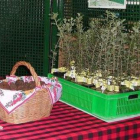 Una cesta de trufas y plantones para su reproducción.