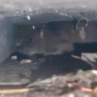 Captura de pantalla de una de las ratas filmadas en el centro de León. DL