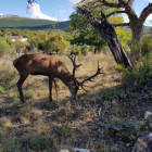 Fotografía que muestra al ciervo "Carlitos" con su cornamenta de catorce puntas. PILAR DEVESA