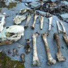En el caso de Páramo tan sólo se localizaron los restos óseos.