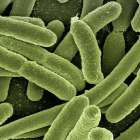 La bacteria tiene un amplio rango de multiplicación. GERALT