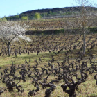En la ladera del Castro de la Ventosa en la que se integran sus instalaciones tiene la bodega algunos de sus mejores viñedos. B. FERNÁNDEZ