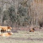 Varias vacas pastan en una finca de León. MARCIANO PÉREZ