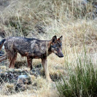 El protocolo busca reducir la conflictividad del lobo con el ganado, sobre todo en Asturias, donde se han disparado los atauqes. ANDONI CANELA