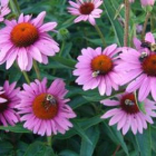 El preparado farmacéutico de echinácea se extrae de esta flor.