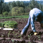 Un agricultor plantando pimientos durante la última campaña. L. DE LA MATA