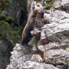 Una osa con sus crías en un paraje de la cordillera. FOP