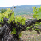Portentoso pie de Mencía centenaria sobre la ladera del Castro de la Ventosa, con la bodega Losada entre los brotes de la cepa. B. FERNÁNDEZ