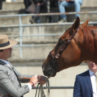 Las mejores fotos de la Feria del Caballo de Camponaraya.