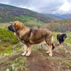 Un mastín vigila el ganado desde lo alto de la braña en Caboalles de Abajo.