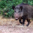 Un ejemplar de jabalí.