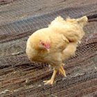 Imagen de archivo de una gallina.