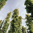 Trepas de lúpulo a punto de ser recogidas en una plantación de la ribera del Órbigo.
