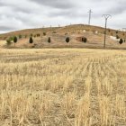Campo de cereal en Fáfilas.