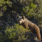 Un ejemplar de oso pardo, por la Cordillera Cantábrica.