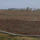Una tierra sembrada de remolacha cerca de Santa María del Páramo.