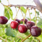 «A finales de mayo el espectáculo comienza de nuevo, cuando el blanco se tiñe de rojo con el inconfundible color y brillo de nuestras cerezas», destaca Turismo Corullón.