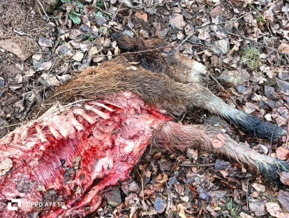 Captura del audiovisual de animales atacados por el lobo y el oso en distintas zonas de Castilla y León, que muestran la otra cara de la moneda al hablar de fauna salvaje.