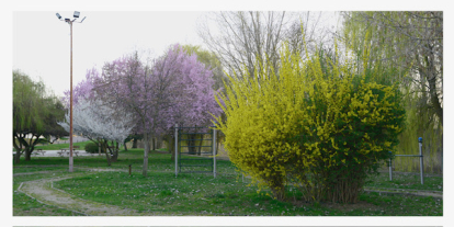 La floración deja hermosas postales en lugares como Sahagún.
