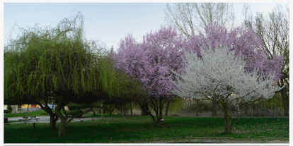 La floración deja hermosas postales en lugares como Sahagún.
