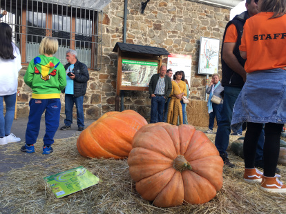 Calabazas en una edición anterior de la feria.