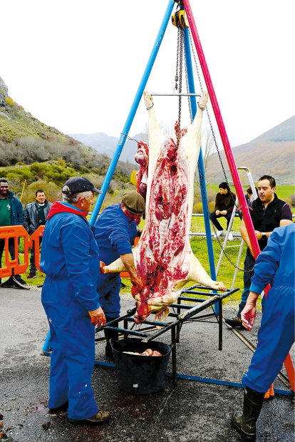 El gocho ya llegó sacrificado a Puebla de Lillo.