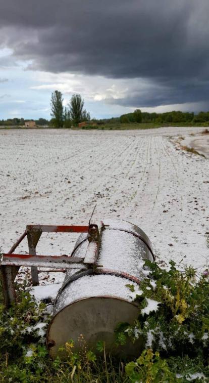 Maíces cubiertos de granizo de Cimanes de la Vega.