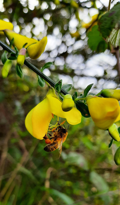 Una abeja cargada de polen