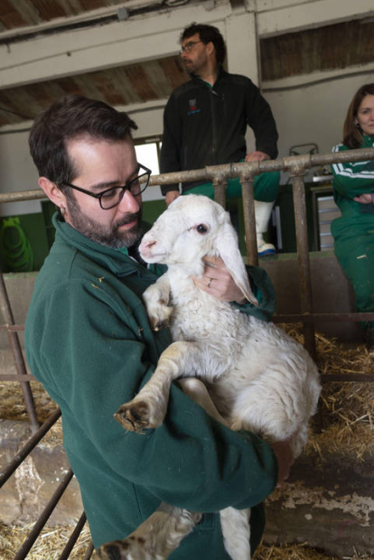 El investigador Pablo Gutiérrez Toral junto a un cordero en el CSIC.