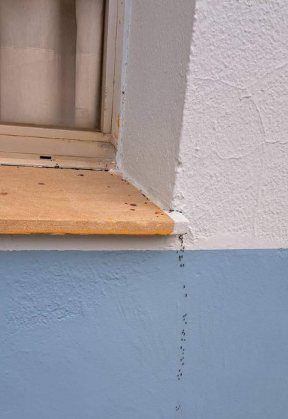 Las cucarachas y las hormigas campan a sus anchas en el edificio de Infantil donde los techos se caen por la humedad e inhabilitan las aulas ante el peligro potencial.  DL