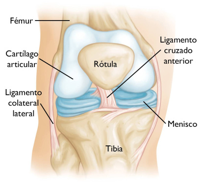 Rodilla sana.