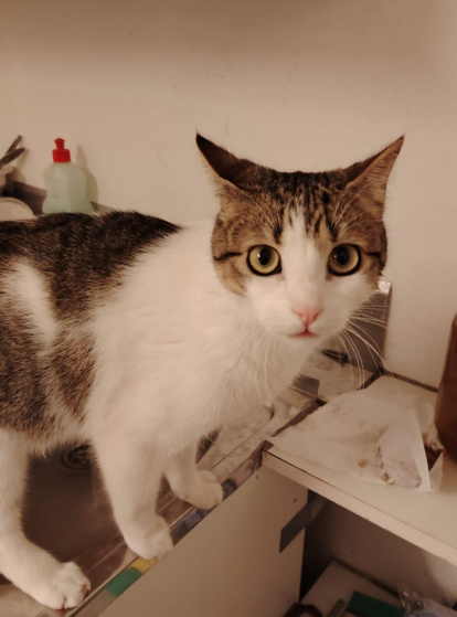 Houdini en casa de Fina