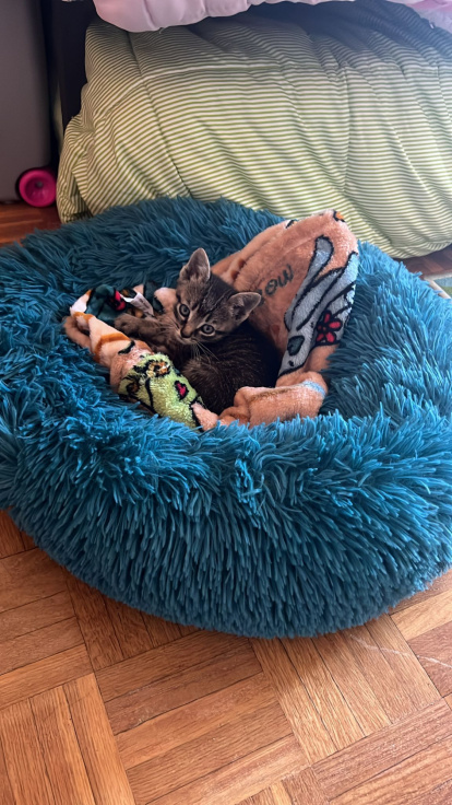 Santi en casa de Beatriz