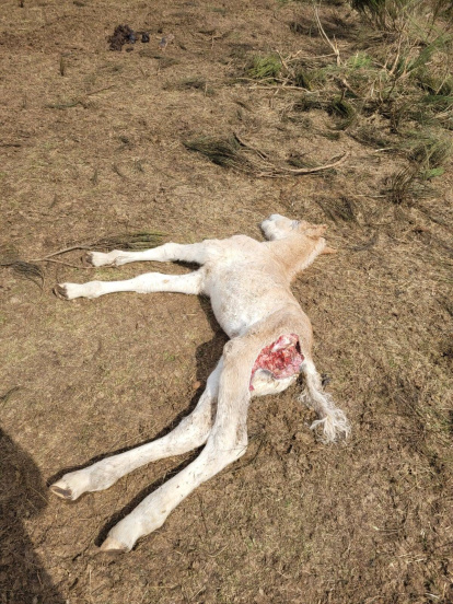 Captura del audiovisual de animales atacados por el lobo y el oso en distintas zonas de Castilla y León, que muestran la otra cara de la moneda al hablar de fauna salvaje.