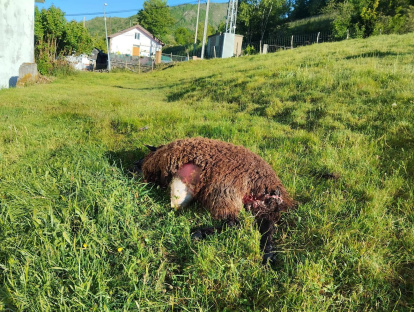 Captura del audiovisual de animales atacados por el lobo y el oso en distintas zonas de Castilla y León, que muestran la otra cara de la moneda al hablar de fauna salvaje.
