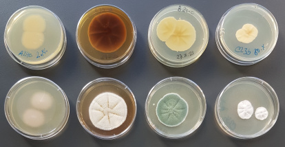 Distintos hongos puros aislados en el laboratorio.