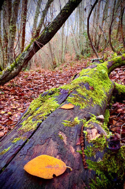 El bosque de castaños es el pulmón verde de Villar, un espacio de recreo y también se han realizado visitas teatralizadas, recitales, catas de vinos, cuentacuentos y excursiones, en los últimos años.