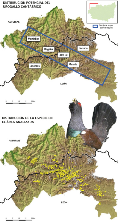 Distribución de la especie en el área analizada.