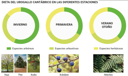 Dieta del urogallo en las diferentes estaciones.