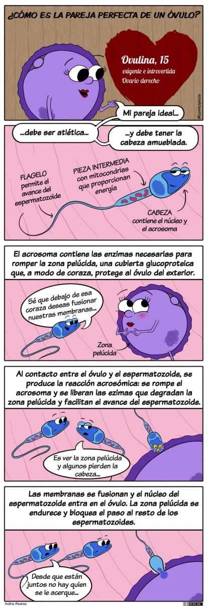 Cómic científico de Indira Álvarez.