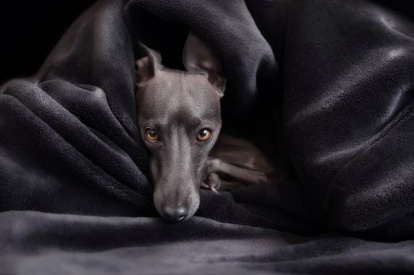 Un galgo, en su casa.