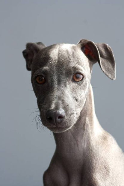 Un cachorro de galgo.