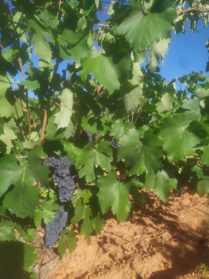 Bodegas Pobladura.