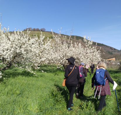 Cada vez son más los seguidores de este evento natural que realizan alguna de las rutas, bien organizadas o bien por libre.