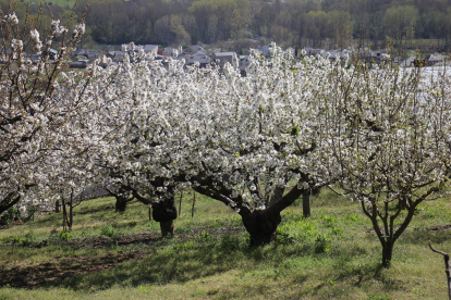 Cerezos en flor en Corullón.