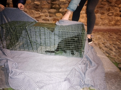 Captura de una gata en una colonia para su castración.